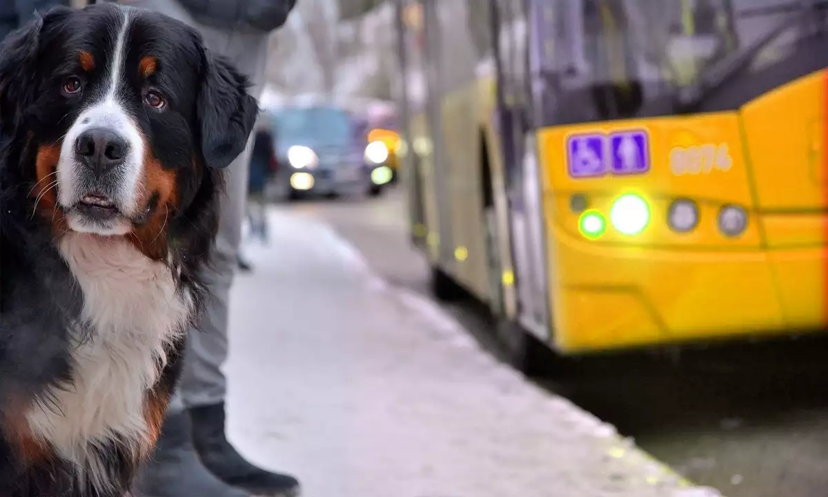 Pets Are Now Allowed in Public Transportation in Istanbul